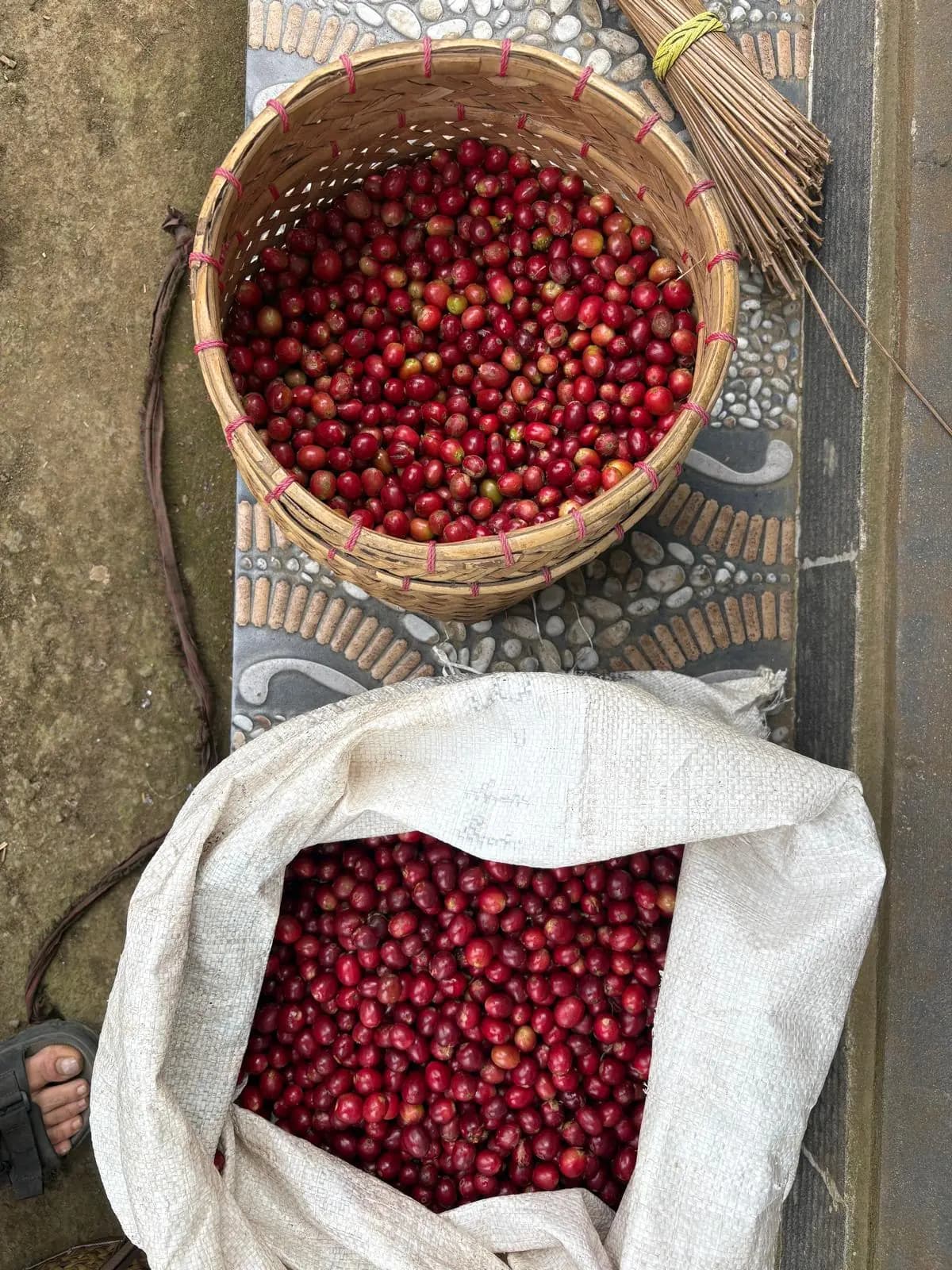 A woven basket and a sack, both filled with just-picked red coffee cherries