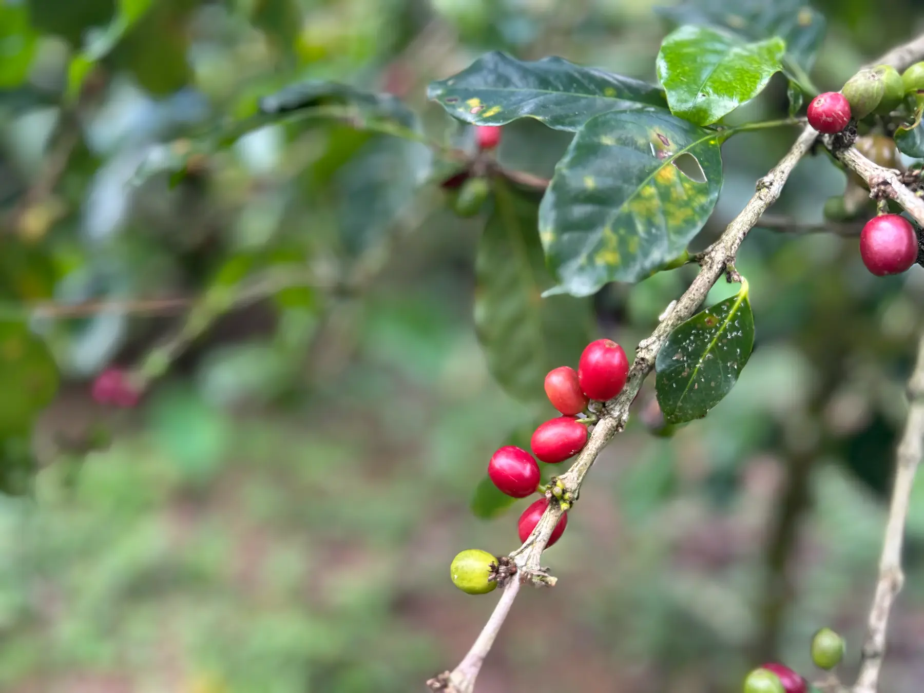 Red and green coffee cherries ripening on the branch