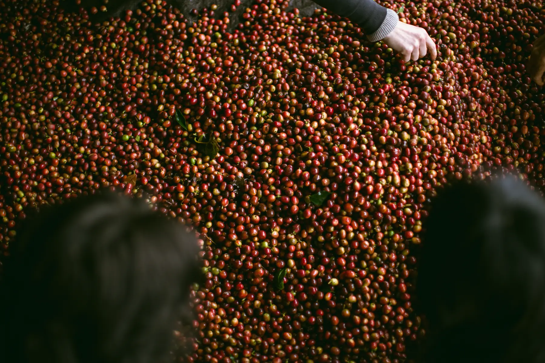 A dense bed of red coffee cherries laid out to dry