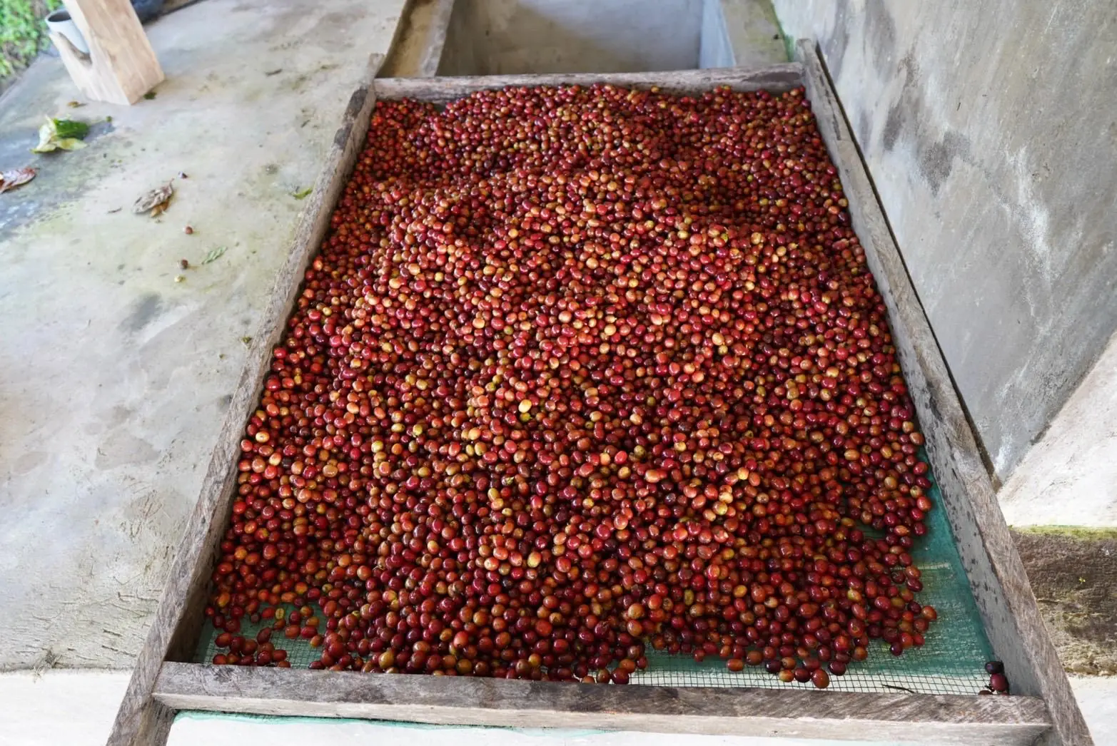 A wooden tray of red coffee cherries spread out to dry