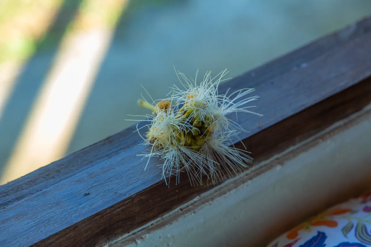 Grass seedheads laid on a windowsill