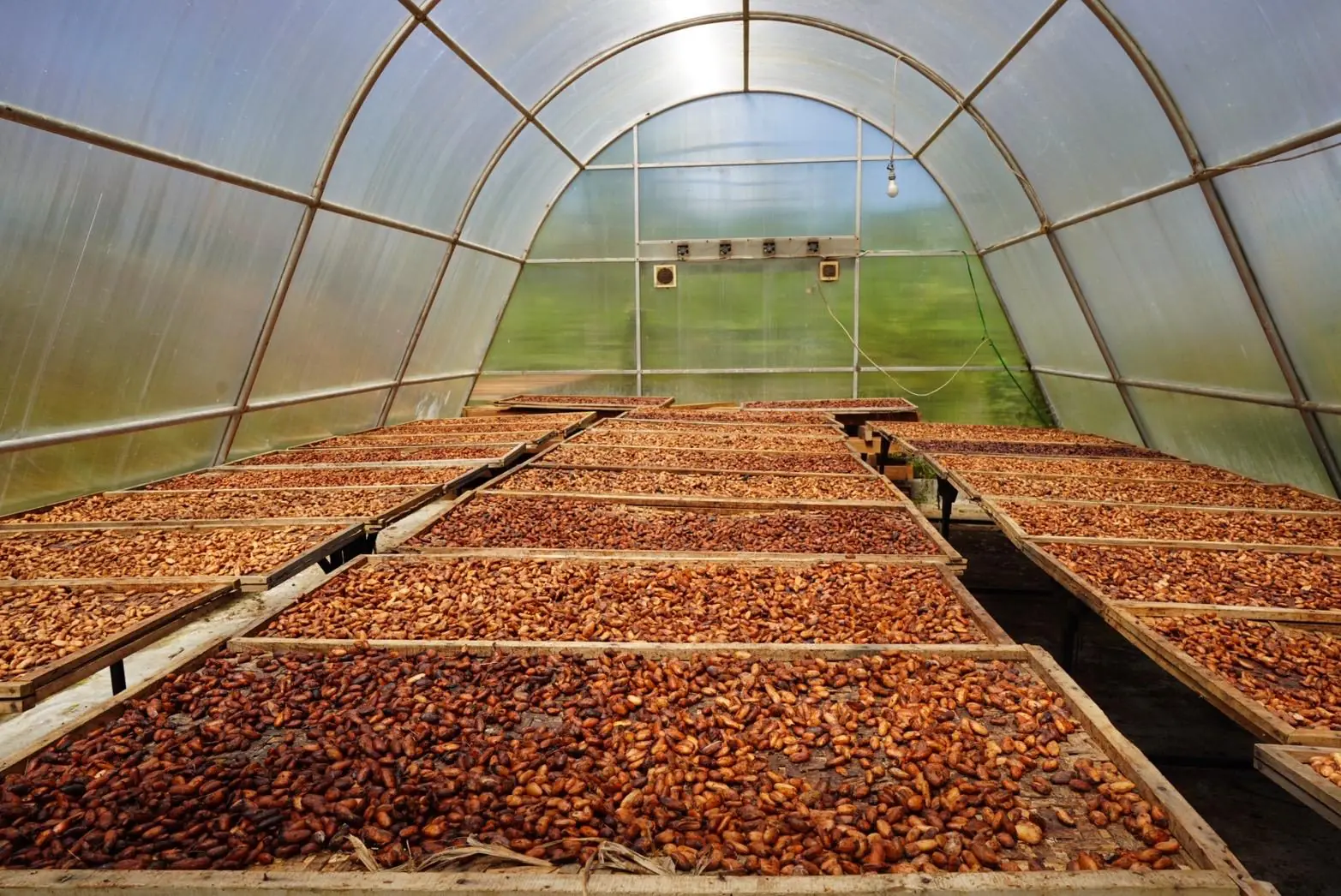 Rows of raised drying beds inside the greenhouse, filled with coffee drying in its skin