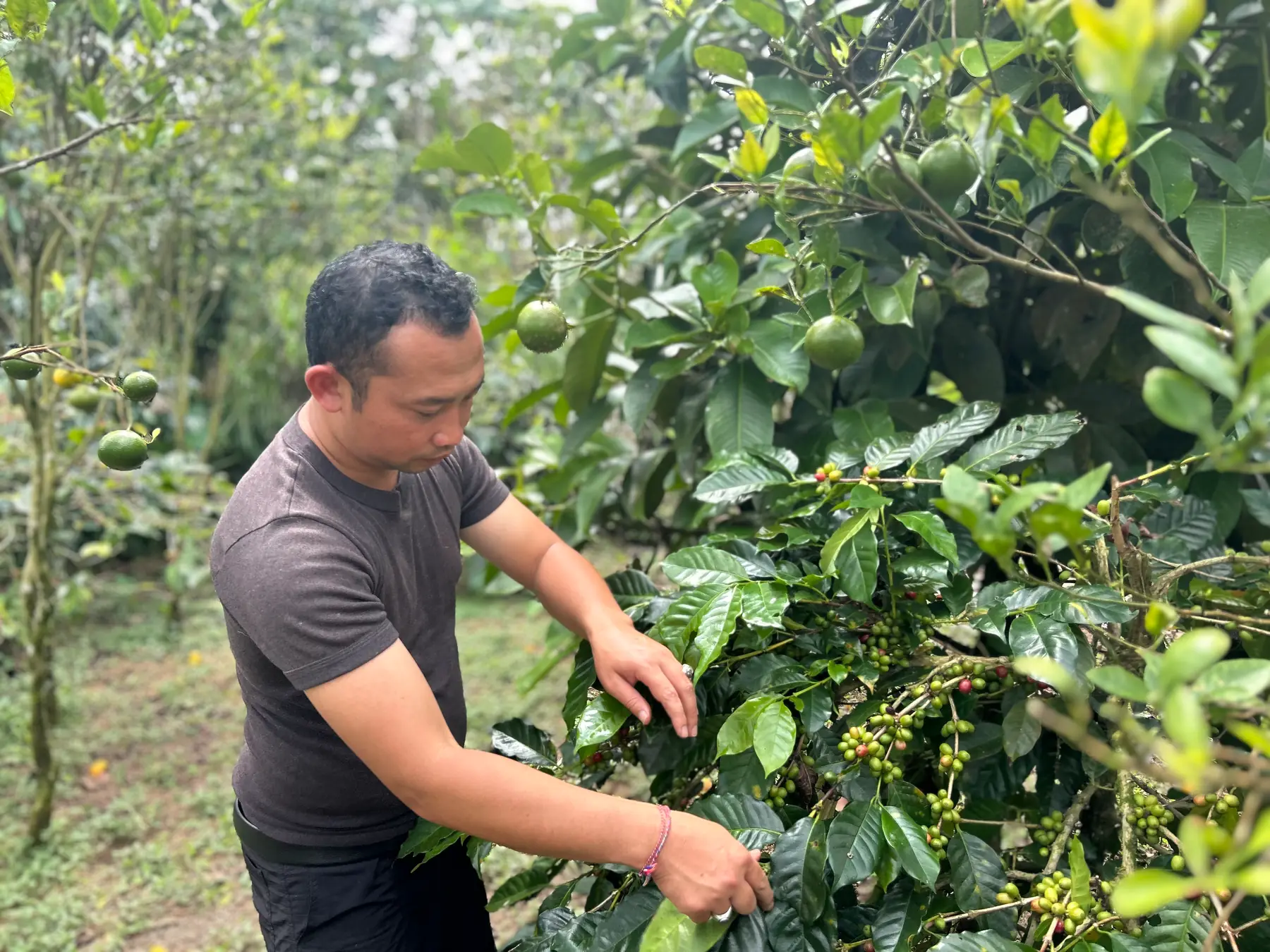 Picking ripe cherries from the coffee trees on the slope