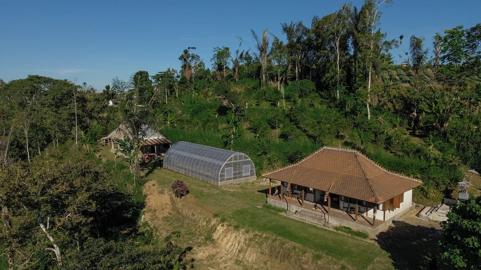 Rows of coffee and garden crops on the hillside, seen from the air at golden hour