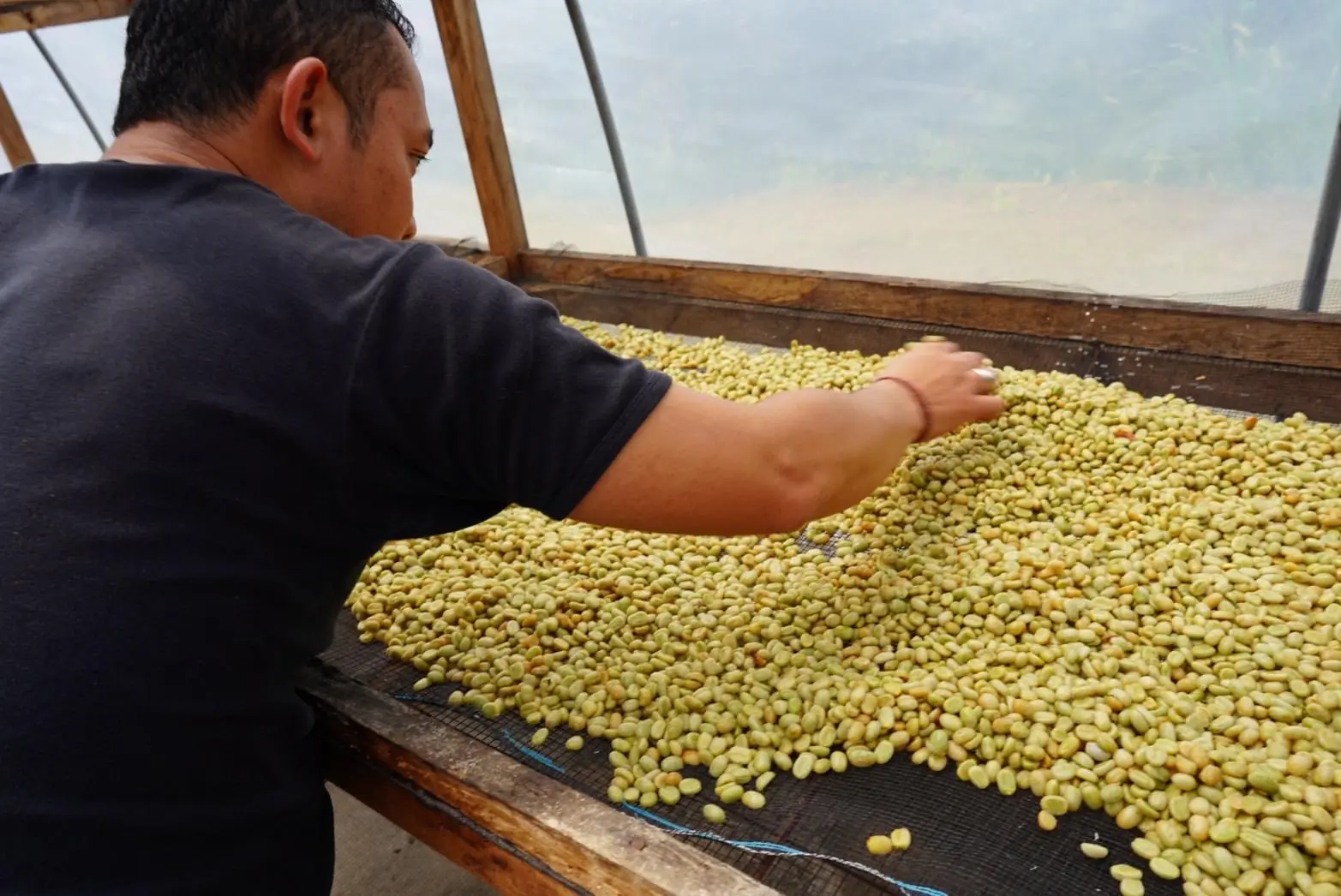 Hands raking pale parchment coffee across a drying bed to turn it evenly