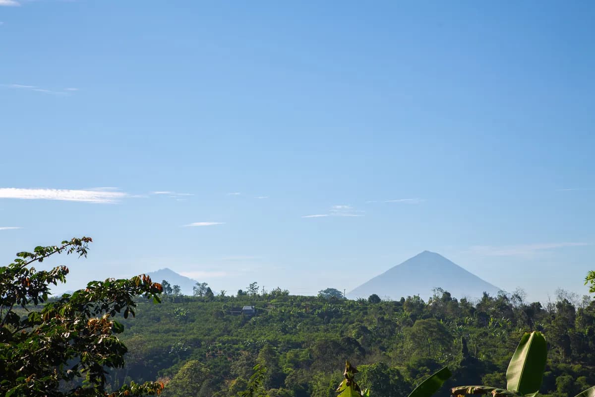 Mount Batur across the treeline
