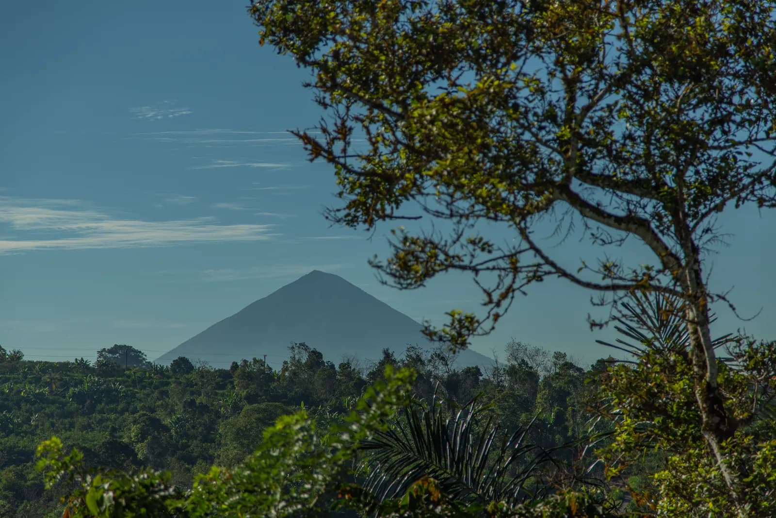 Mount Batur on the horizon beyond the treeline at first light